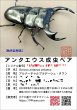 画像4: アンタエウスオオクワガタ♂72mmペア（タワン） (4)