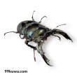 画像1: レギウスオオツヤクワガタ♂77ミリペア（GSM血統） (1)