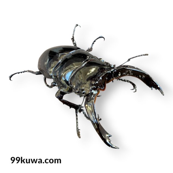 画像1: レギウスオオツヤクワガタ♂77ミリペア（GSM血統） (1)