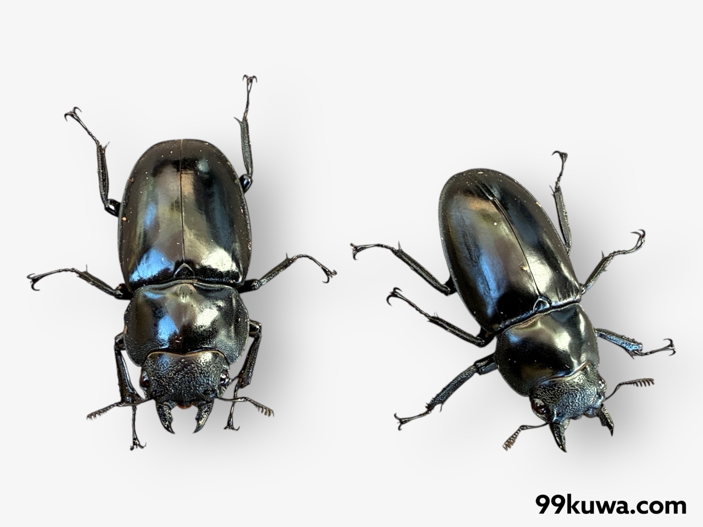 ツカモトフタマタ♀