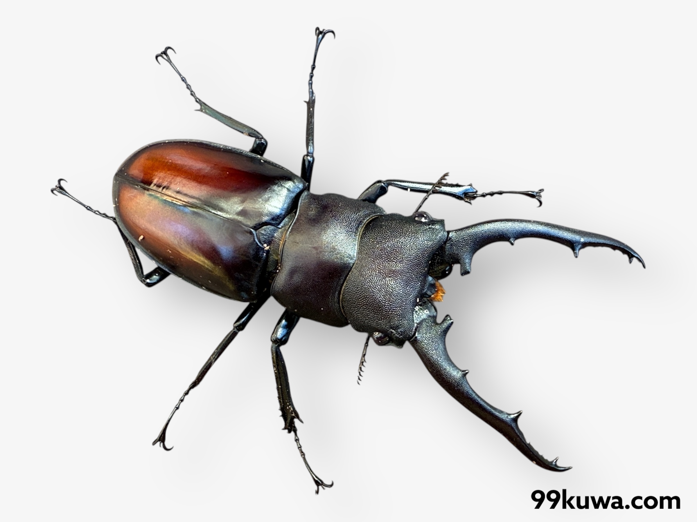 ツカモトフタマタ